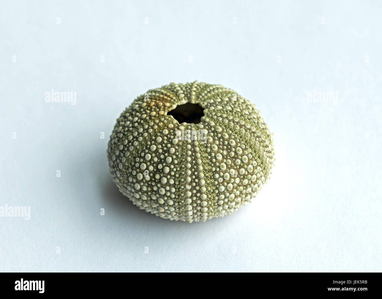 Sea Urchin shell Stock Photo