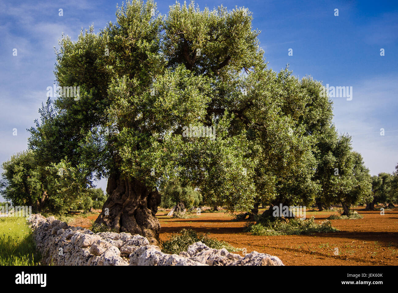 Olive trees hi-res stock photography and images - Alamy