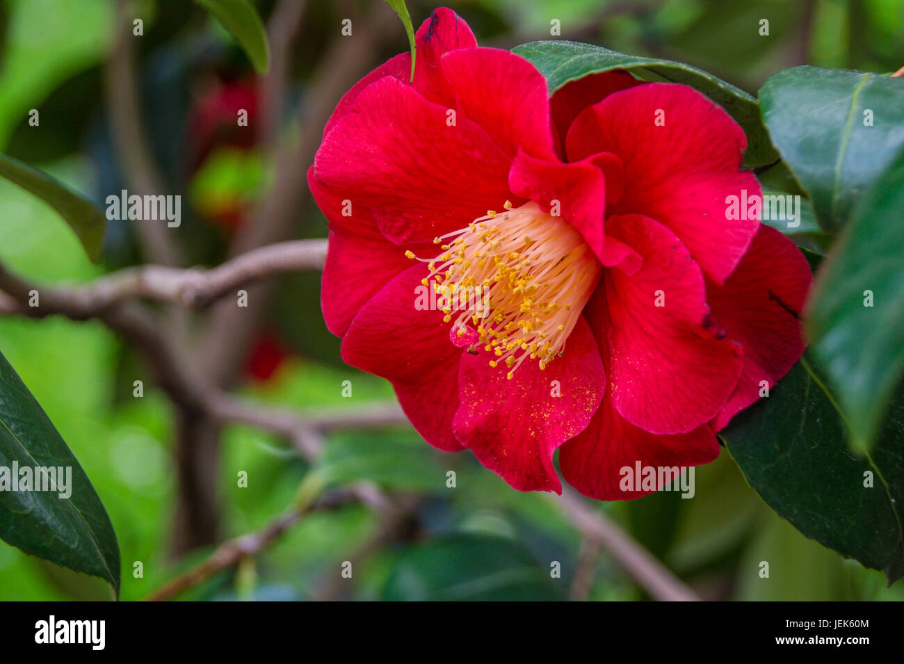 Camellia Stock Photo