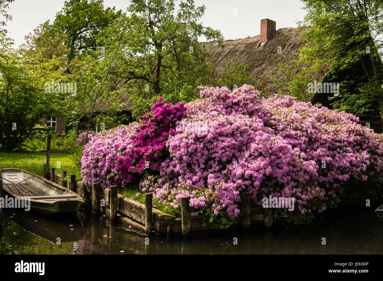 Rhododendron in the Spree forest-canal Stock Photo