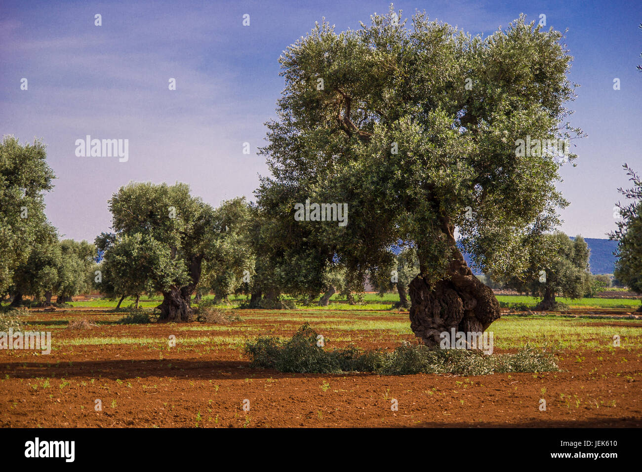 Olive trees in Apulia Stock Photo