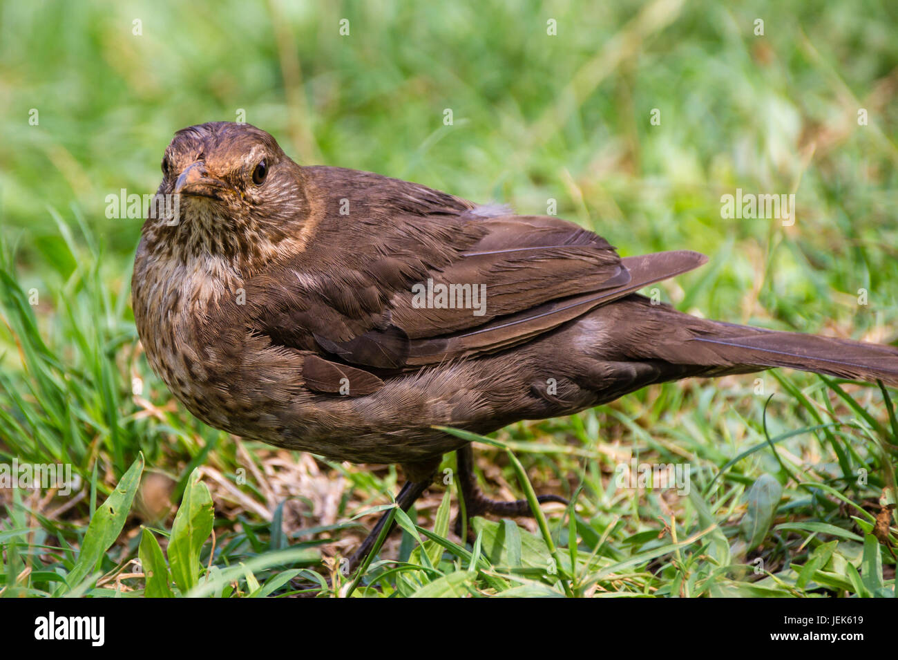 Merl High Resolution Stock Photography and Images - Alamy