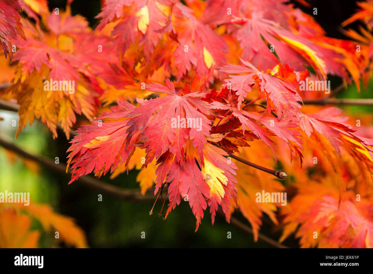 Maple with autumn colouring Stock Photo