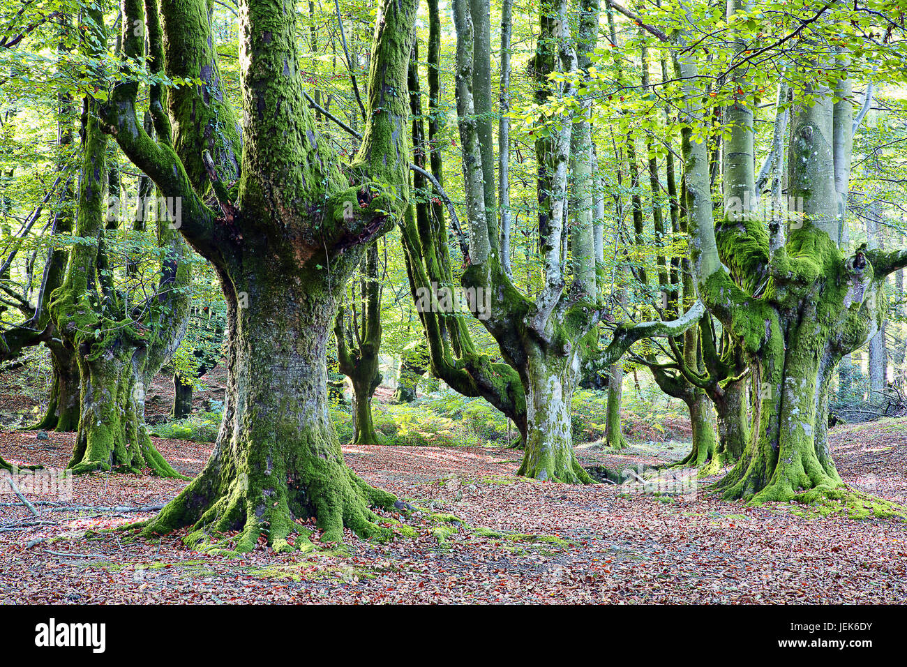 Gorbea Natural Park, Basque Country, Spain Stock Photo