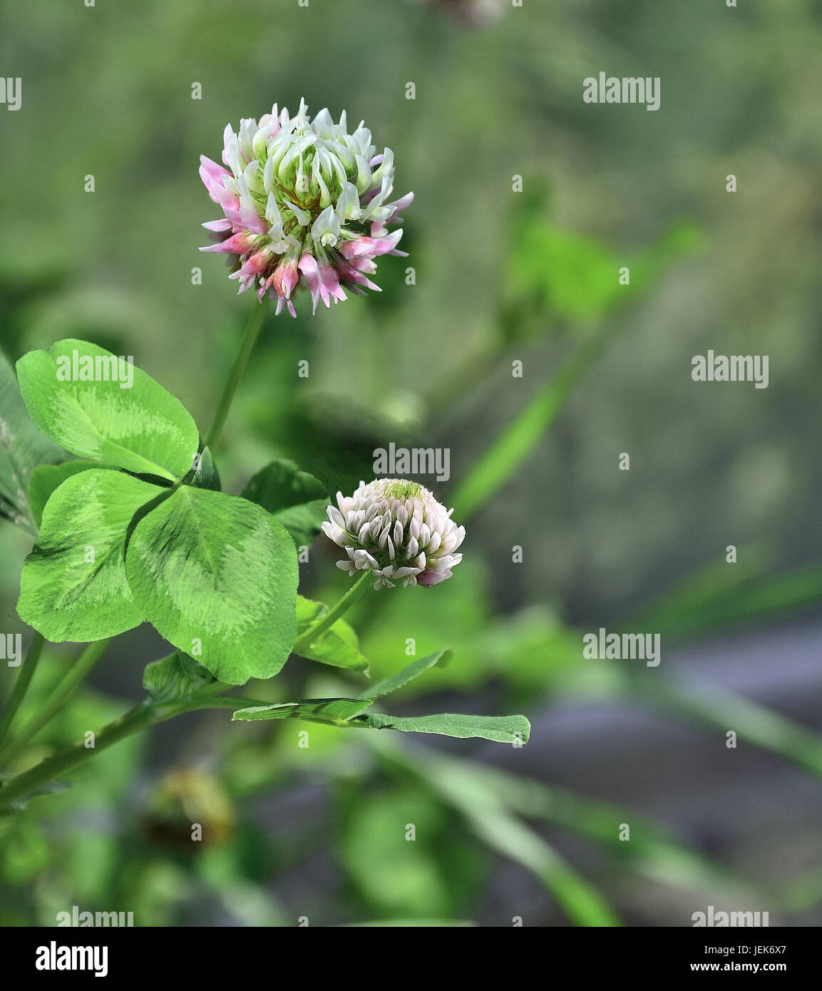 Pink clover (Trifolium). Stock Photo