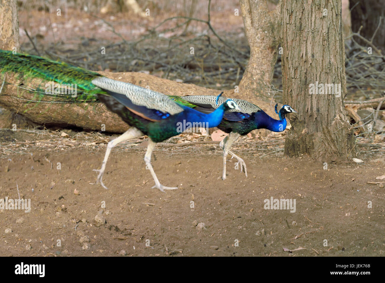 Peacock, gir national park, Gujarat, india, asia Stock Photo - Alamy Peacock, gir national park, Gujarat, india, asia Stock Photo - Alamy
