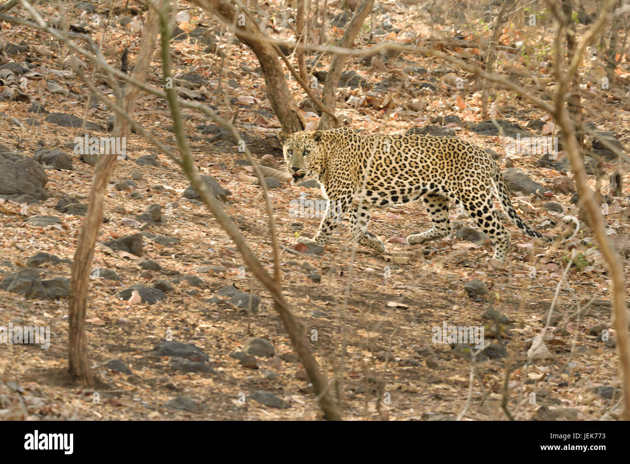Leopard, gir national park, Gujarat, india, asia Stock Photo - Alamy Leopard, gir national park, Gujarat, india, asia Stock Photo - Alamy