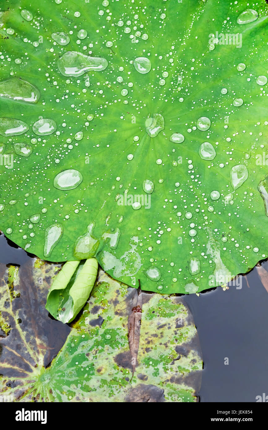 Green lotus leaves in a lake with droplets Stock Photo - Alamy
