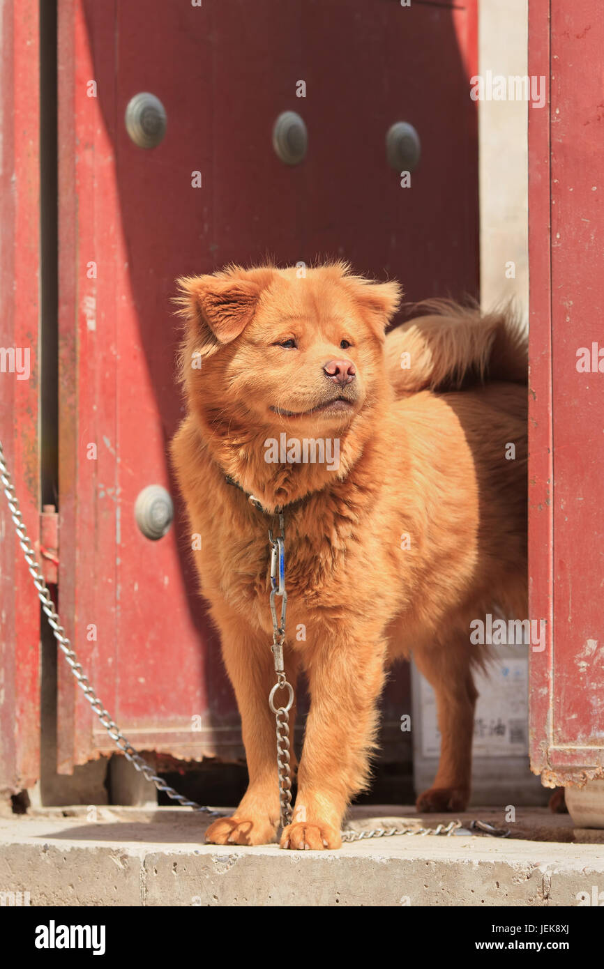 Chained Chow Chow in front of ancient hutong courtyard house, Beijing, China. Stock Photo