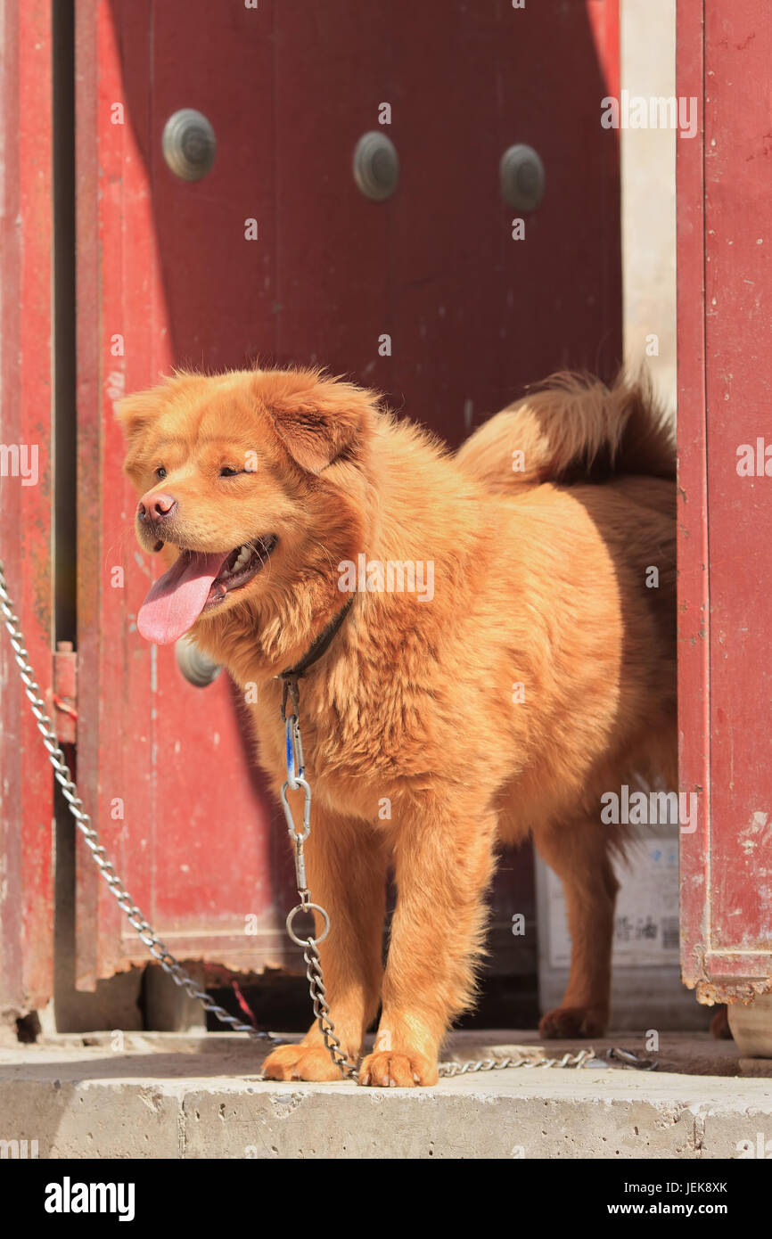 Chained Chow Chow in front of ancient hutong courtyard house, Beijing, China. Stock Photo