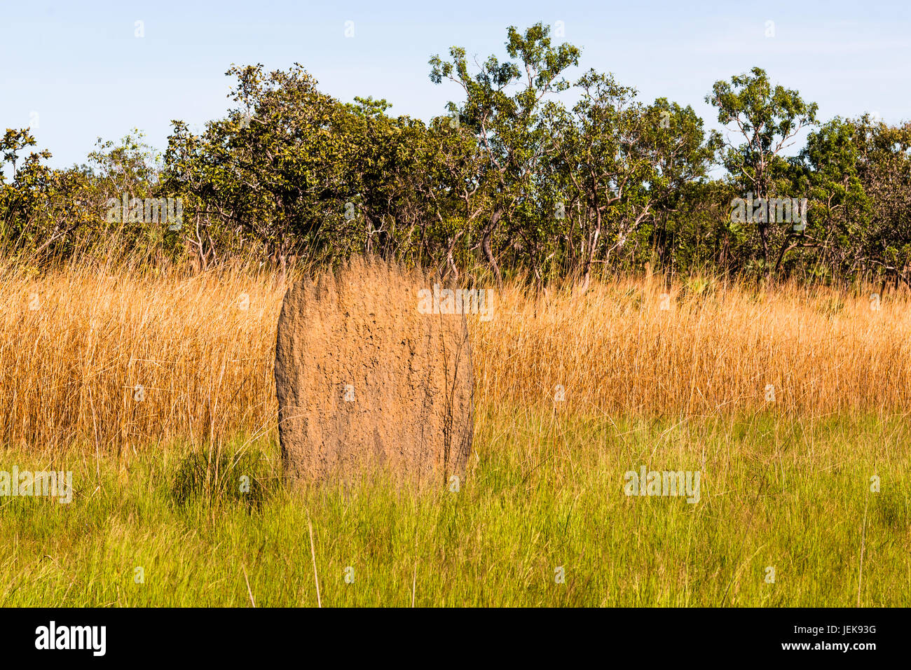 Magnetic termite mounds (Amitermes meridionalis), Litchfield National Park, Northern Territory, Australia. Stock Photo