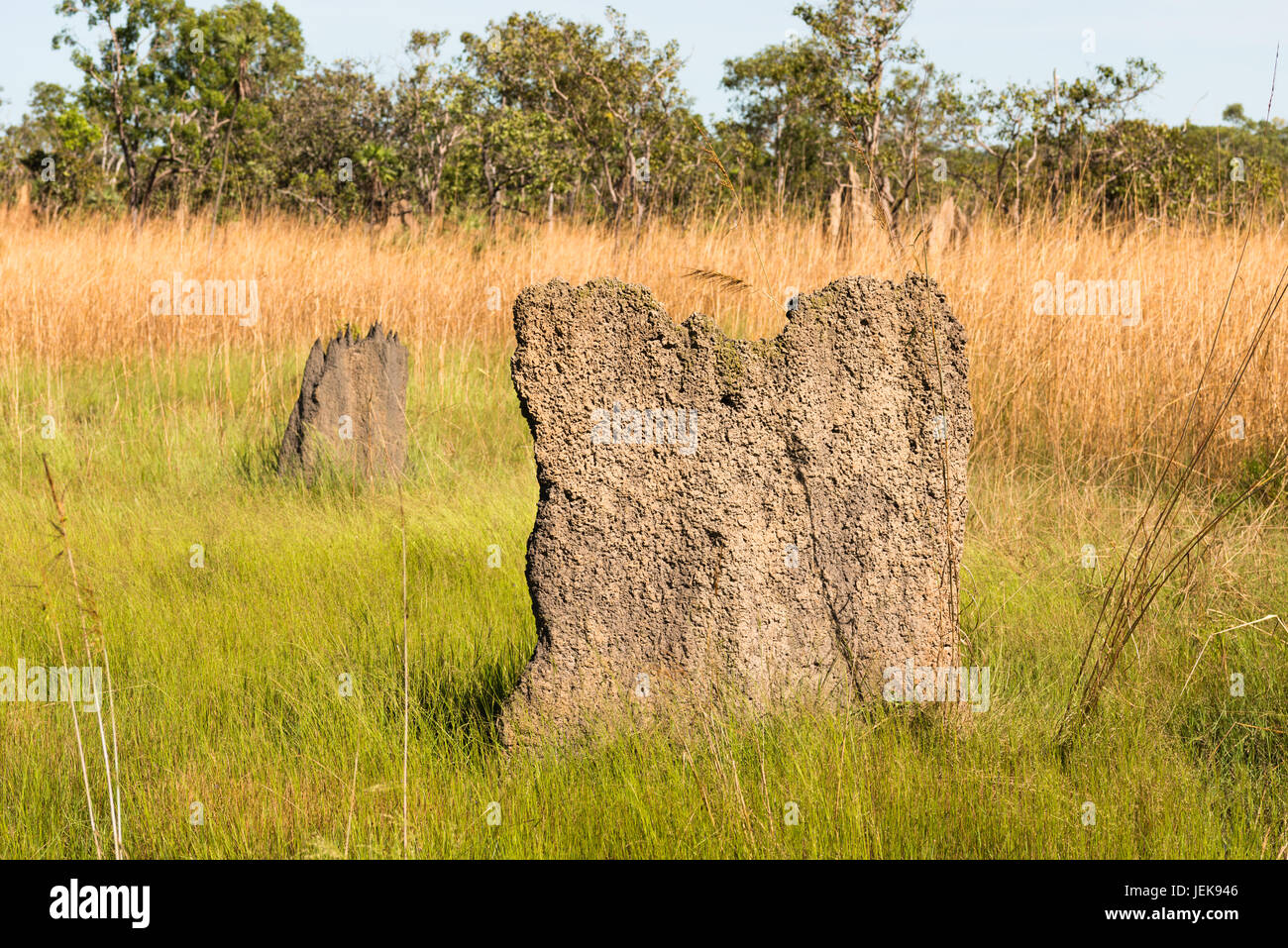 Magnetic termite mounds (Amitermes meridionalis), Litchfield National Park, Northern Territory, Australia. Stock Photo