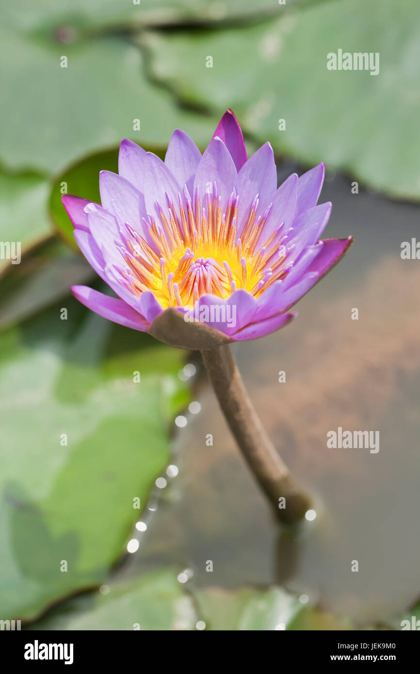 Beautiful Lotus-flower in a pond with green leaves Stock Photo - Alamy