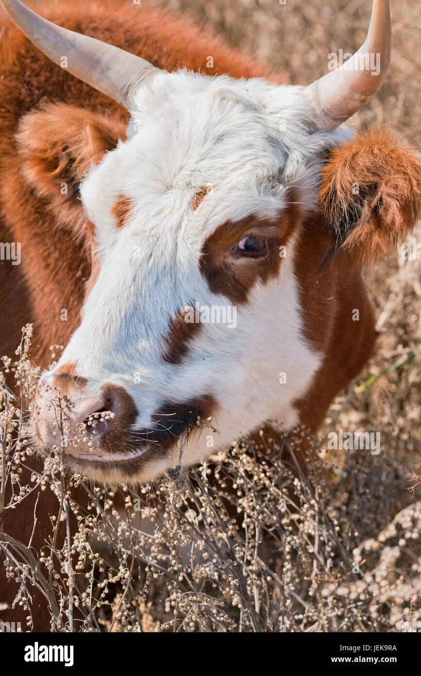 Portait of a red-white eating cow, Inner Mongolia, Hebei, Mulan Weichang, China, Asia Stock Photo