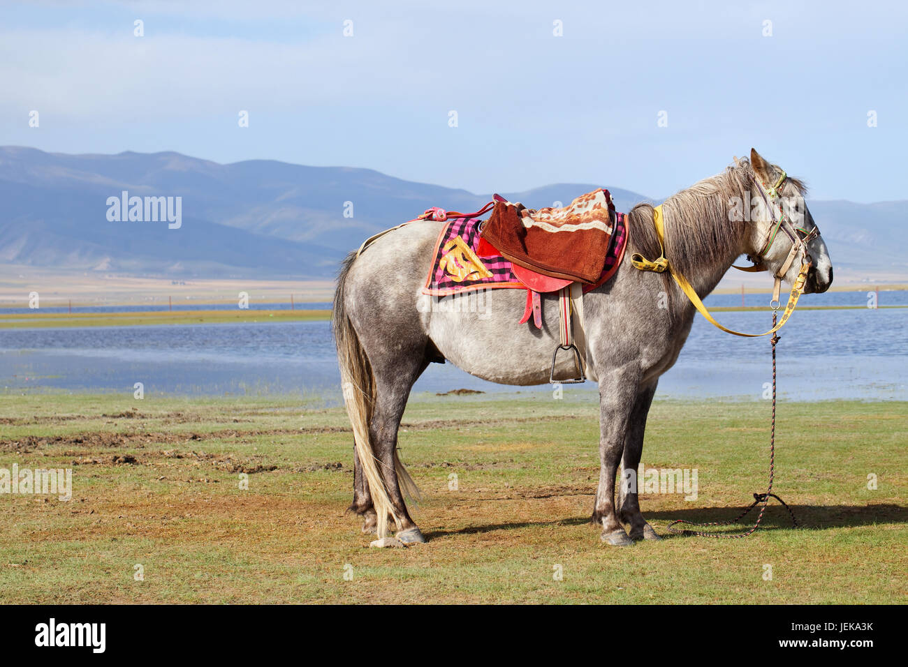 лошадь тибет. дикие лошади мустанги в дикой природе. тибетская лошадка. Egmont national park пастбище. тибет степи.