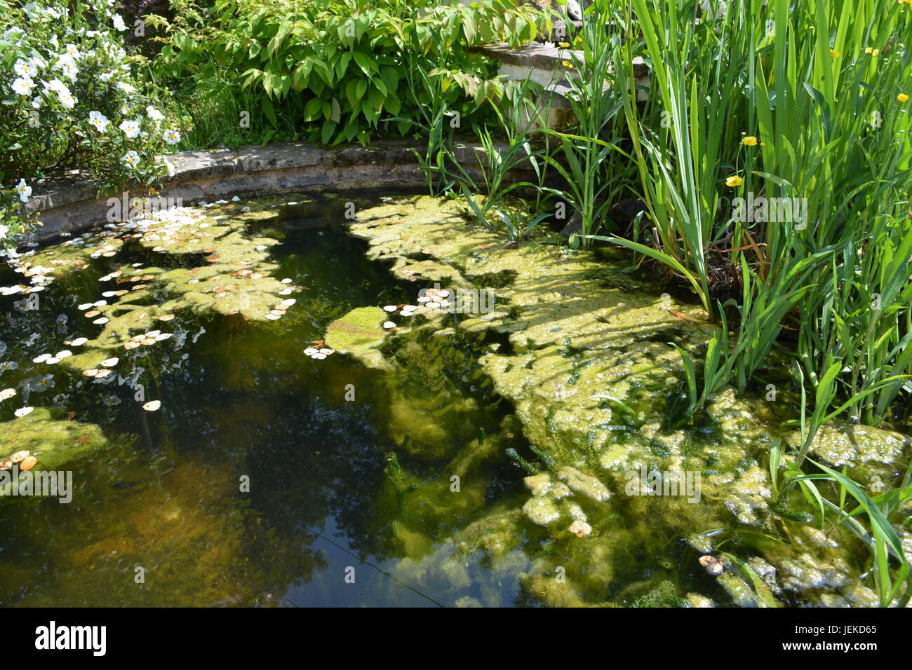 Blanket weed in garden pond Stock Photo