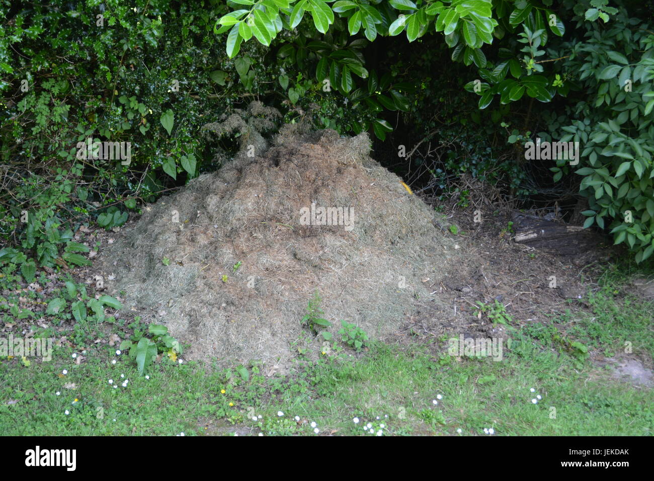 Grass cuttings compost heap in garden with grass at front and shrubs bushes to background Herefordshire England UK Stock Photo