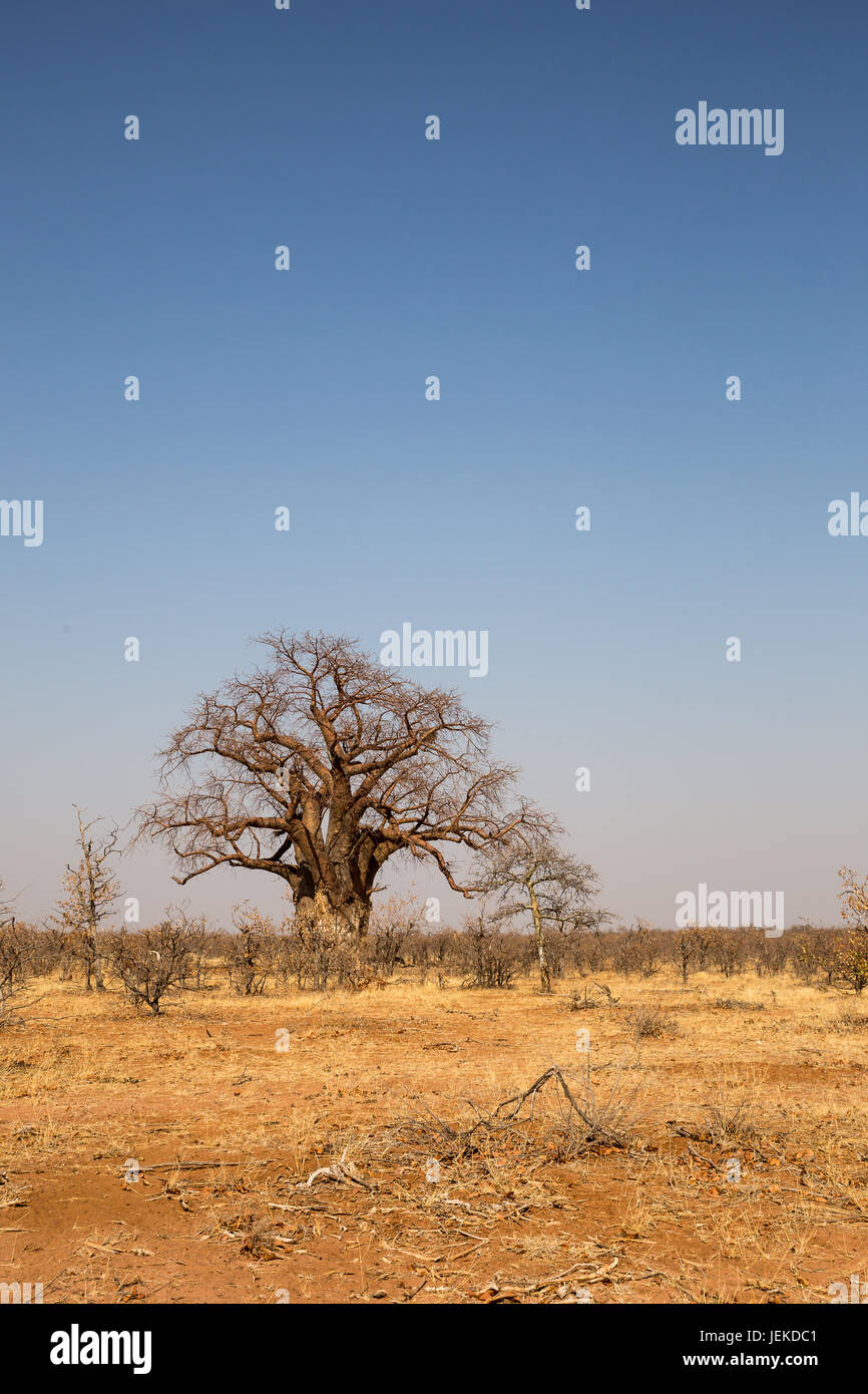 Big Baobab Trees in Desert of Mapungubwe National Park, South Africa, Africa Stock Photo