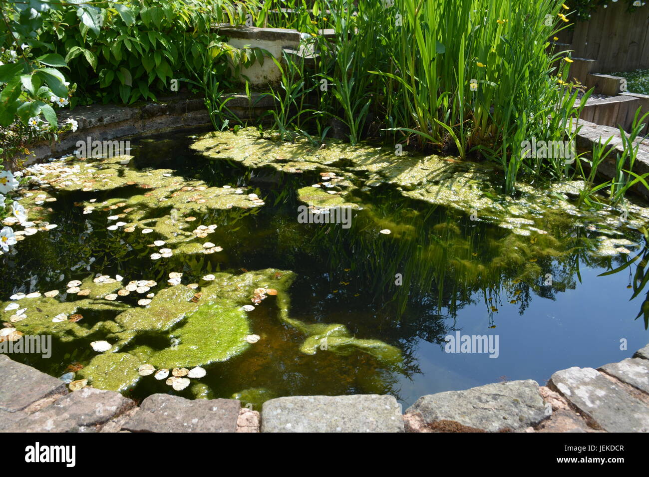Blanket weed in garden pond Stock Photo