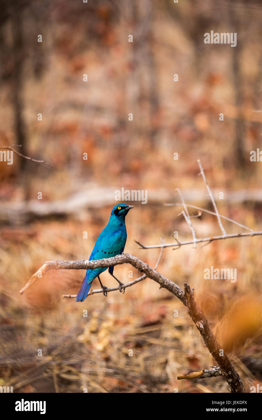 Blue-Eared Starling (Lamprotornis chalybaeus) Sitting on a Branch, South Africa, Kruger Park Stock Photo