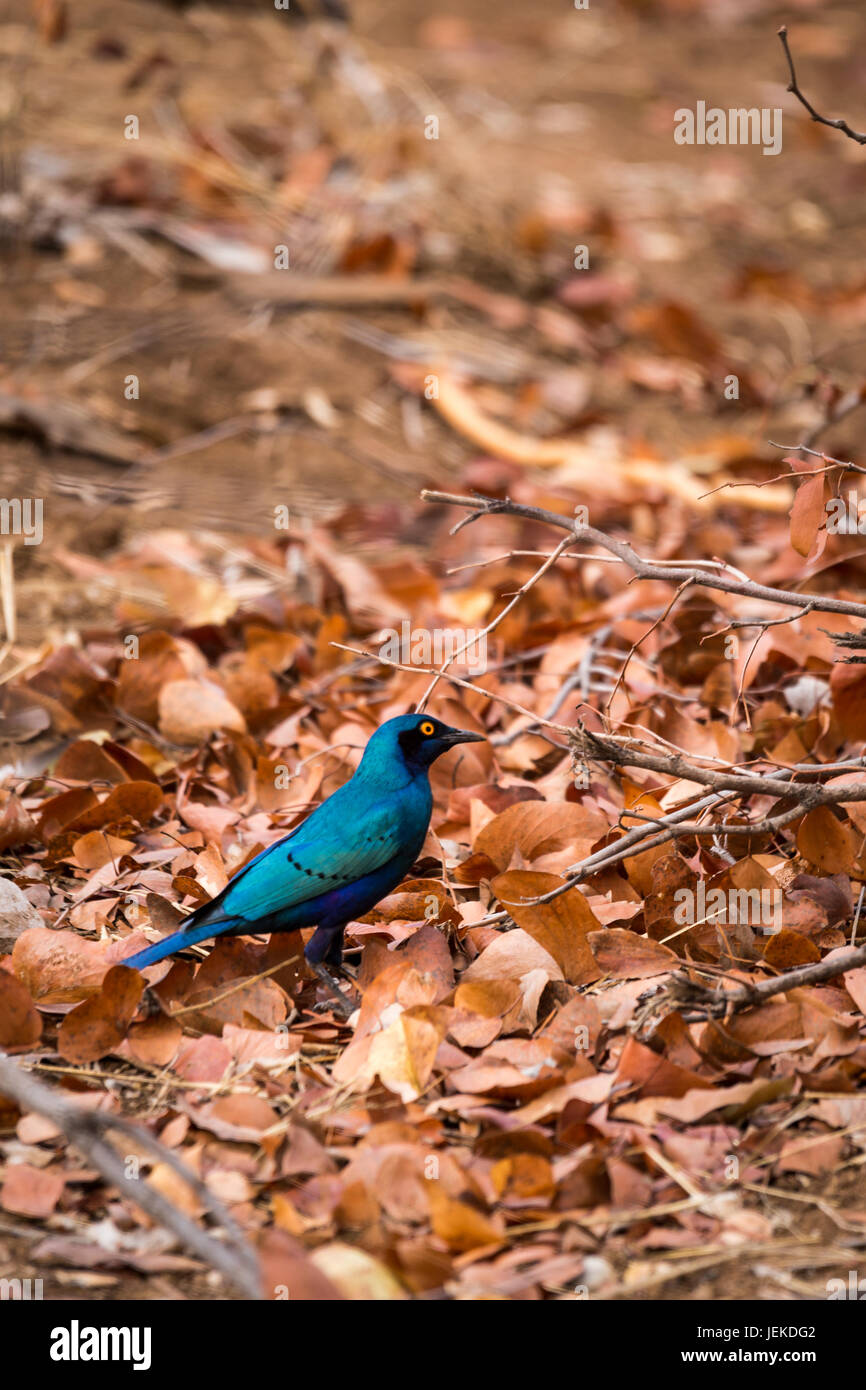 Blue-Eared Starling (Lamprotornis chalybaeus) Sitting on Ground, South Africa, Kruger Park Stock Photo