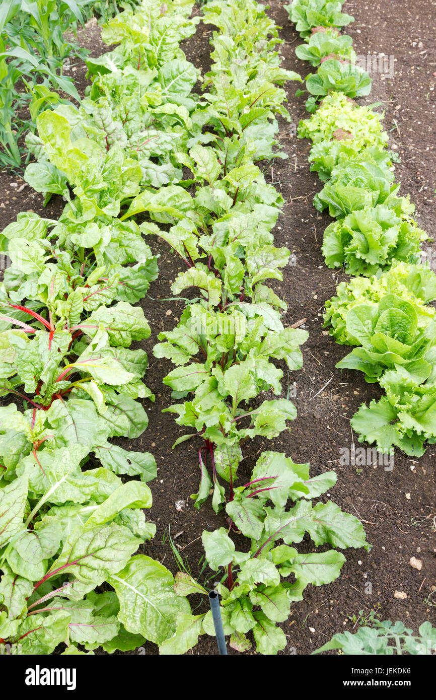 Vegetable garden with lettuce and other salad leaves growing Stock Photo