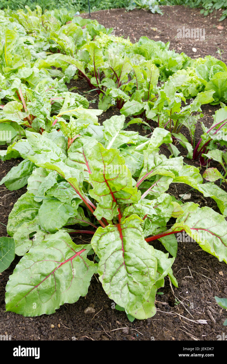 Vegetable gardening hires stock photography and images Alamy