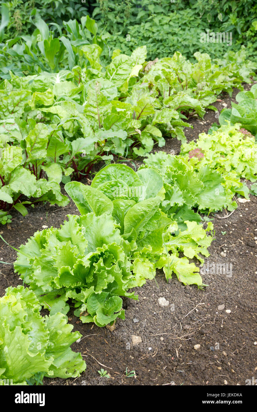 Vegetable garden with lettuce and other salad leaves growing Stock Photo