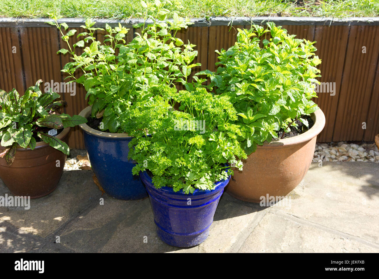 Pots of herbs on a patio Stock Photo
