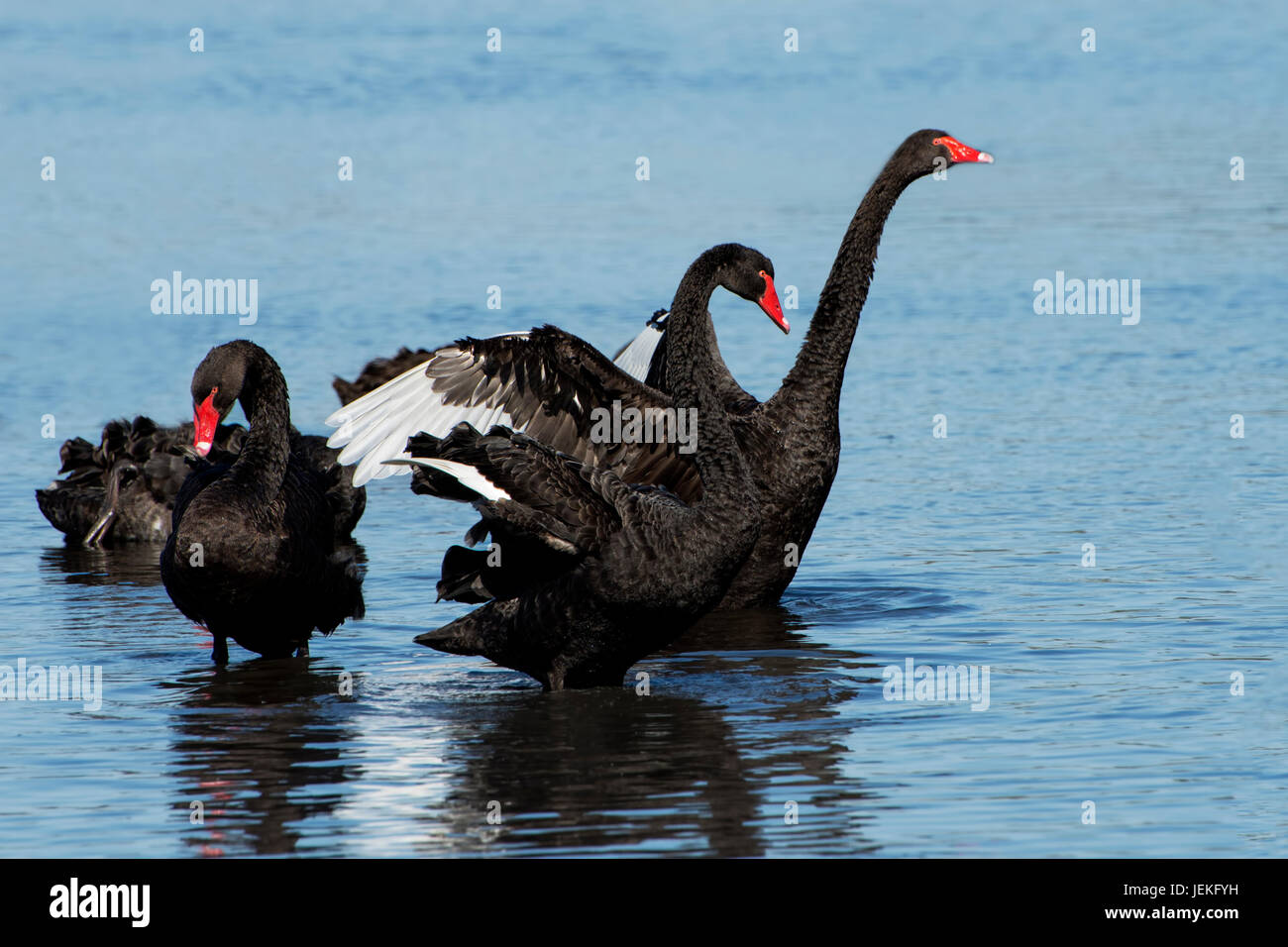 Black swans in a lake, Australia Stock Photo