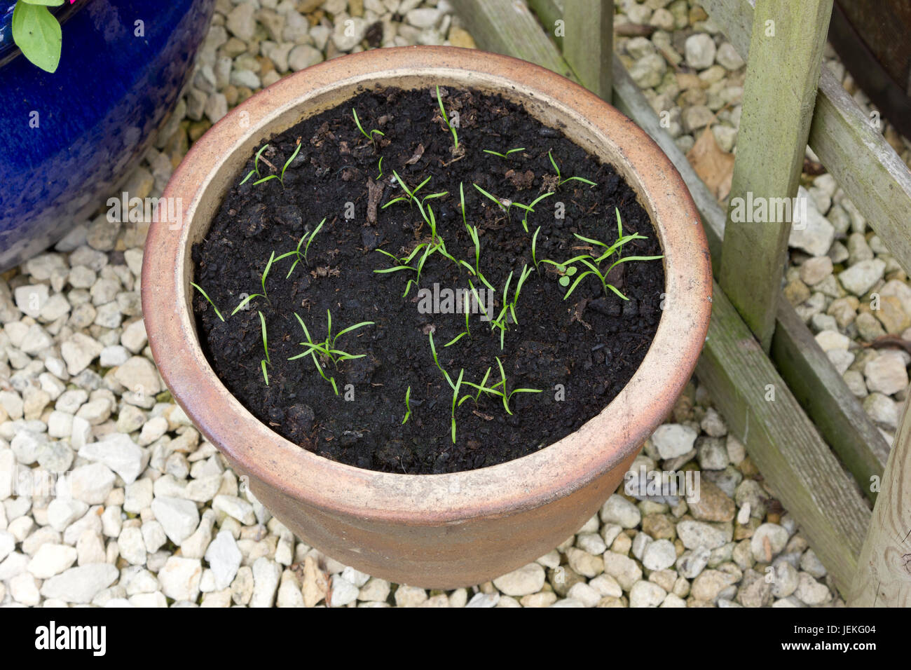 Dill seedlings in a terracotta pot Stock Photo