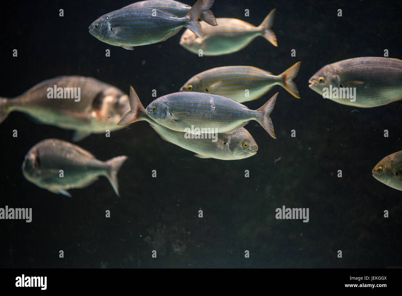 fish Stock Photo
