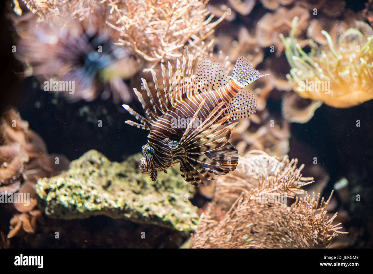 fish Stock Photo