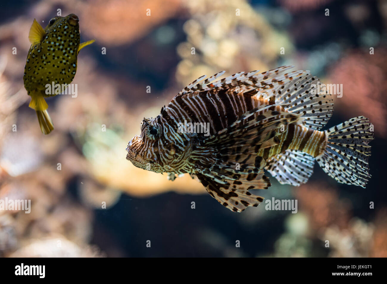 fish Stock Photo