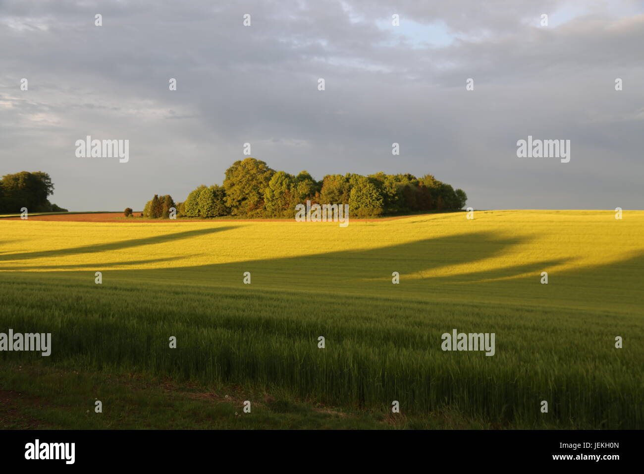 Farm Crop fields, West Berkshire Stock Photo