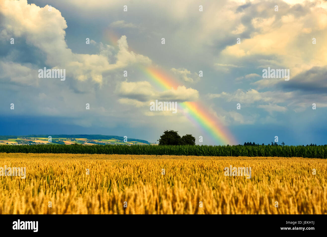 Rainbow over wheat field, Birr, Aargau, Switzerland Stock Photo