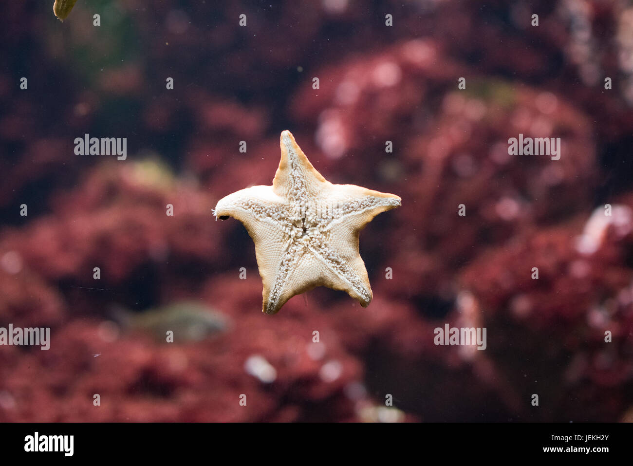 starfish Stock Photo