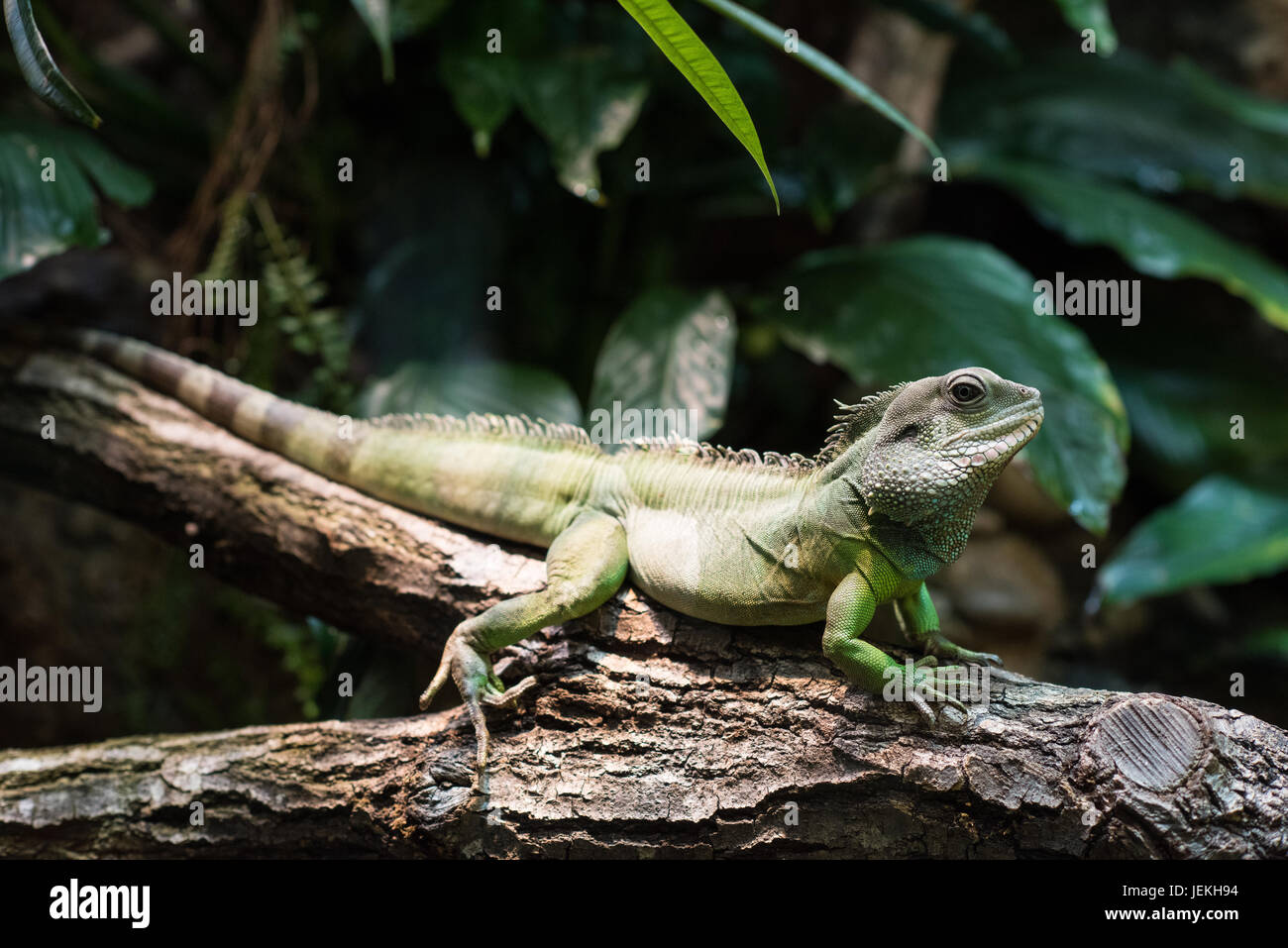 leguane Stock Photo