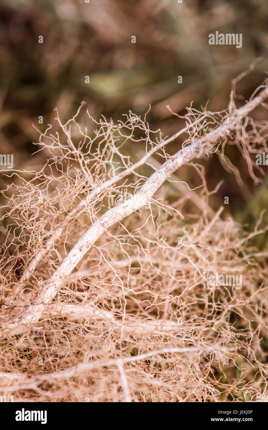 An abstract close up of a tree roots. Shallow depth of field Stock ...