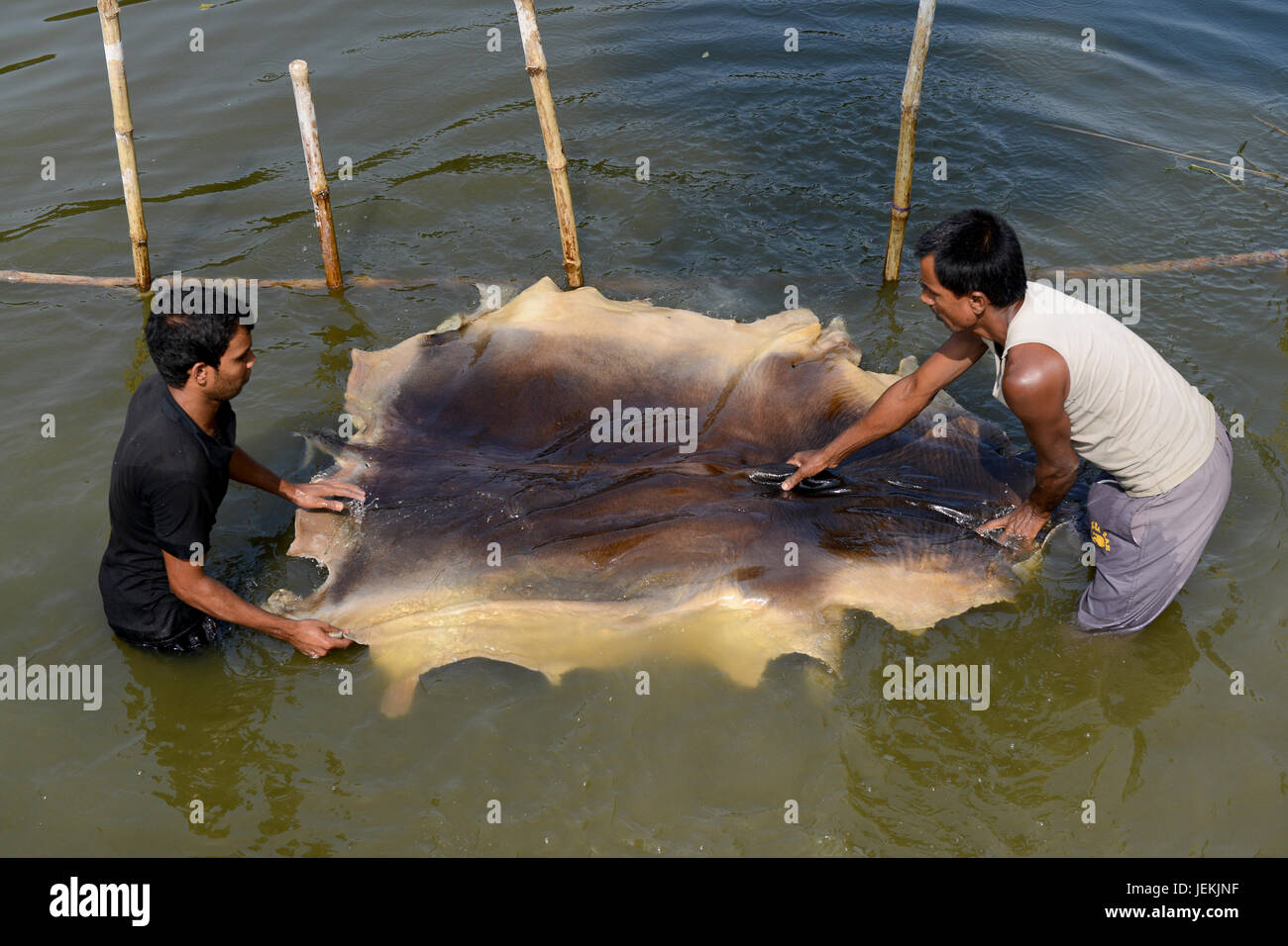 BANGLADESH, District Tangail, Kalihati, village Southpara, tannery, worker wash salted animal skin in river, after it will processed to leather / BANGLADESCH, Distrikt Tangail, Kalihati, Dorf Southpara, Gerberei, Ausspuelen von gesalzenen Tierhaeuten in einem Fluss Stock Photo