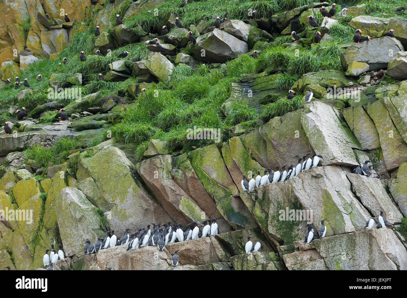 Tufted Puffins (Fratercula cirrhata) and Common murres (Uria aalge) on the cliffs of Cape Achen, Chukotka, Russia Stock Photo