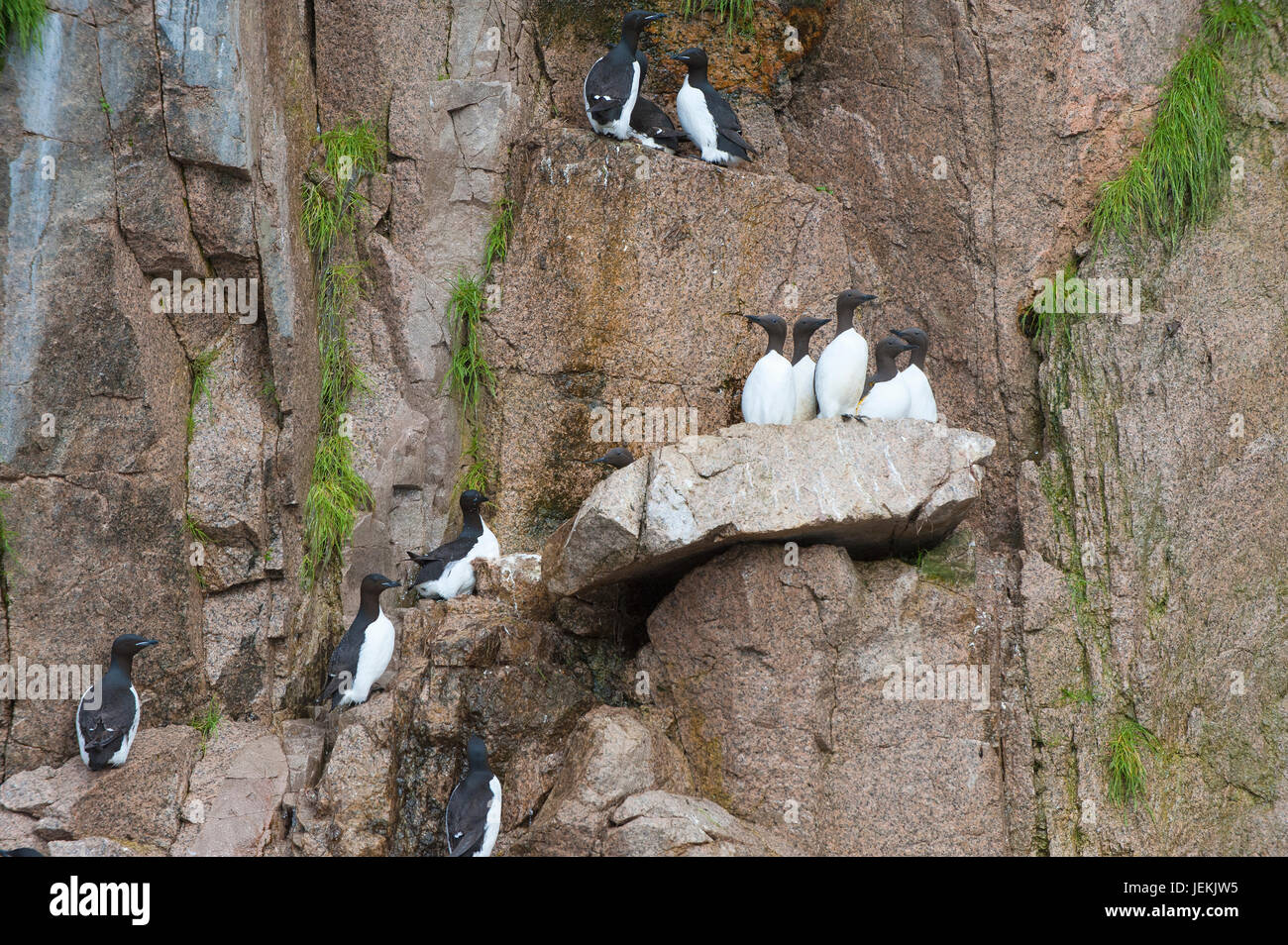 Brunnich's Guillemots (Uria lomvia) or Thick-billed Murres on the cliffs of Cape Achen, Chukotka, Russia Stock Photo