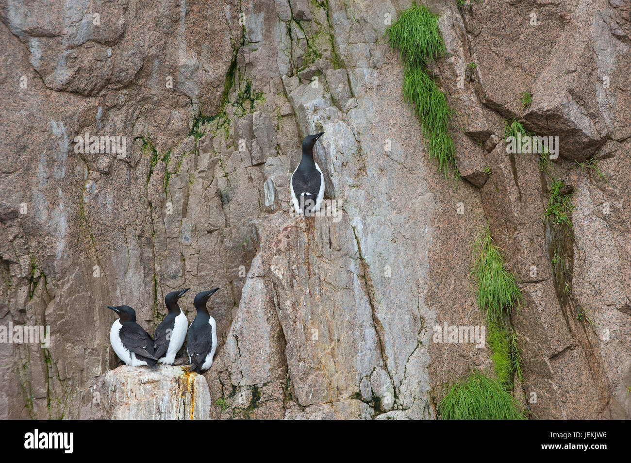 Brunnich's Guillemots (Uria lomvia) or Thick-billed Murres on the cliffs of Cape Achen, Chukotka, Russia Stock Photo
