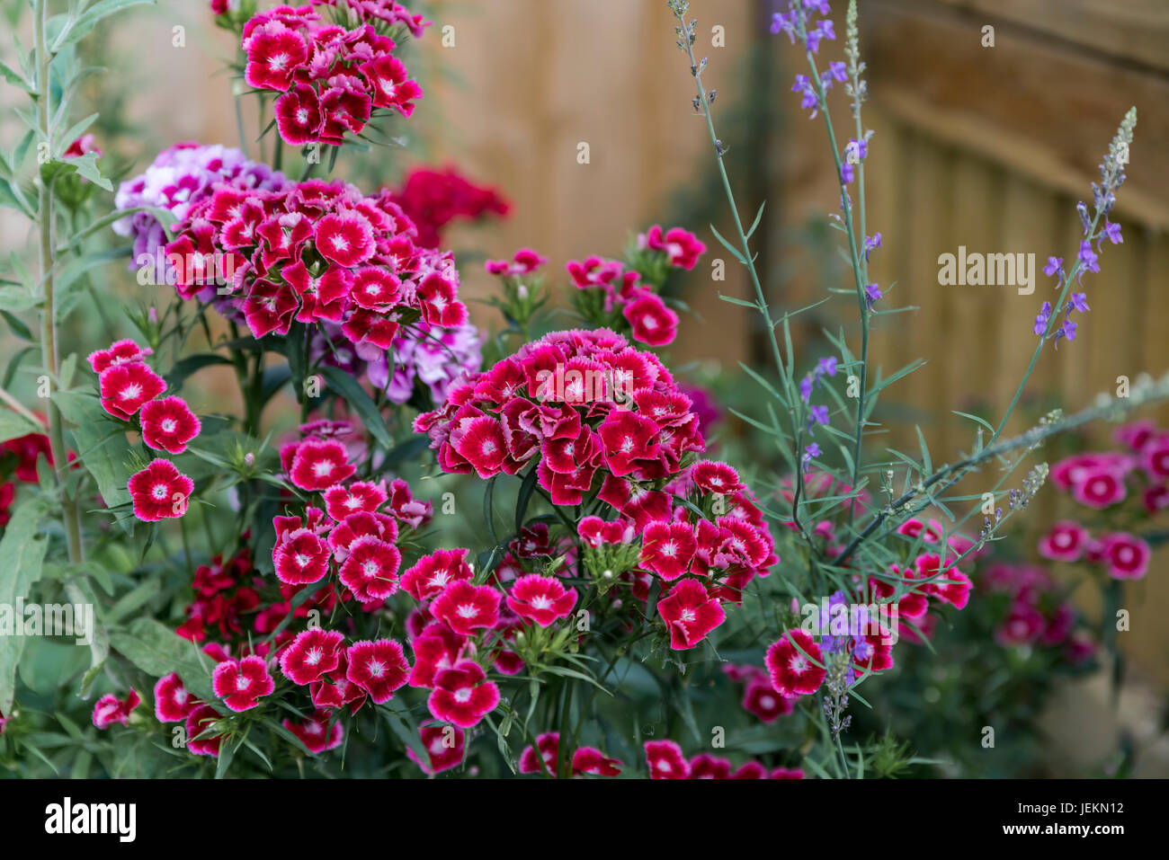 Garden flowers Stock Photo