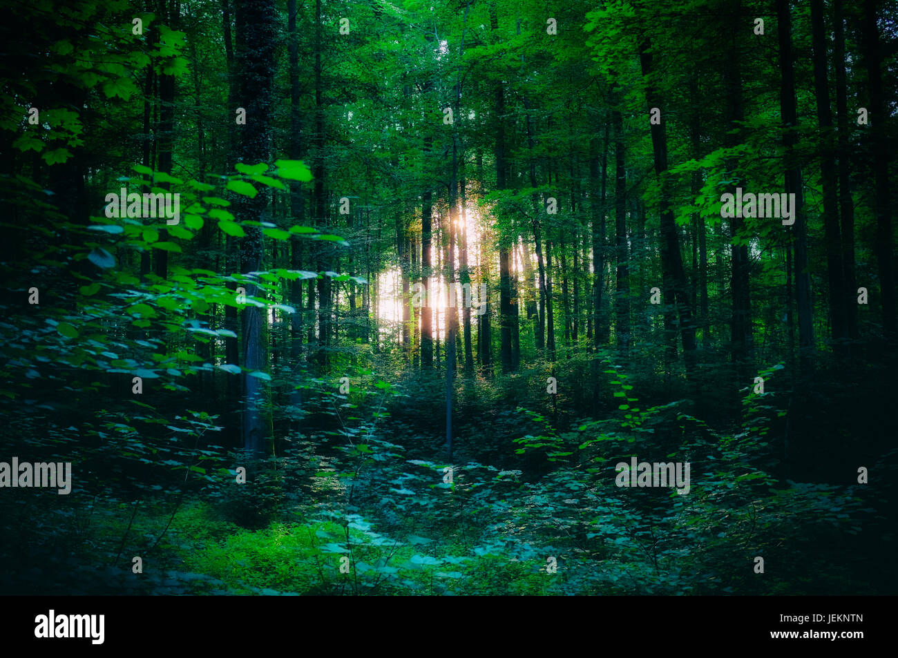 Woods hires stock photography and images Alamy