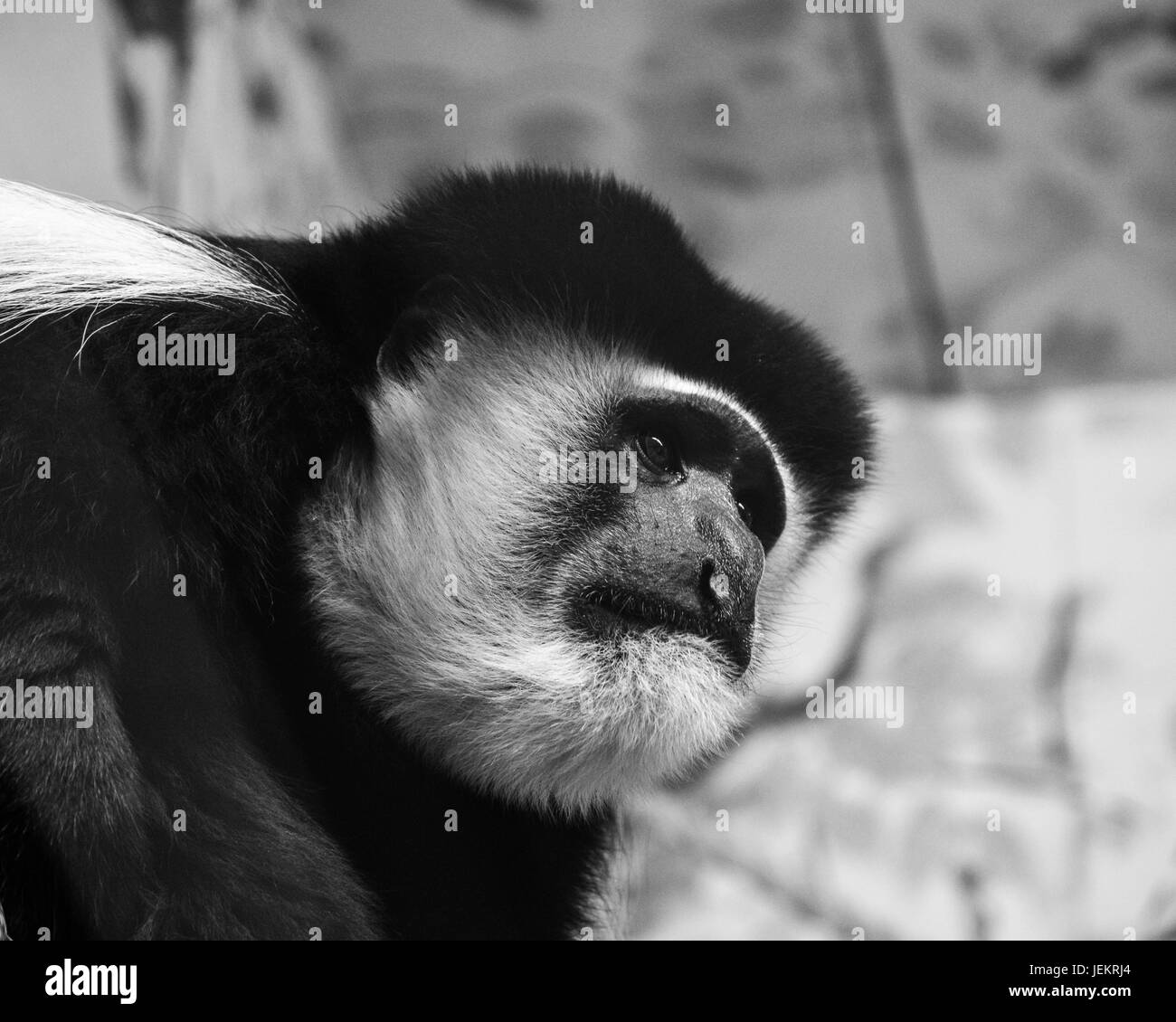 Sad Siamang Gibbon Stock Photo