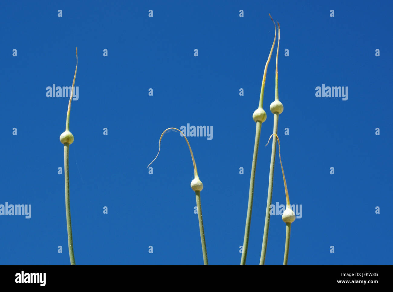 Wild garlic (allium ampeloprasum) in Sardinian country Stock Photo Alamy