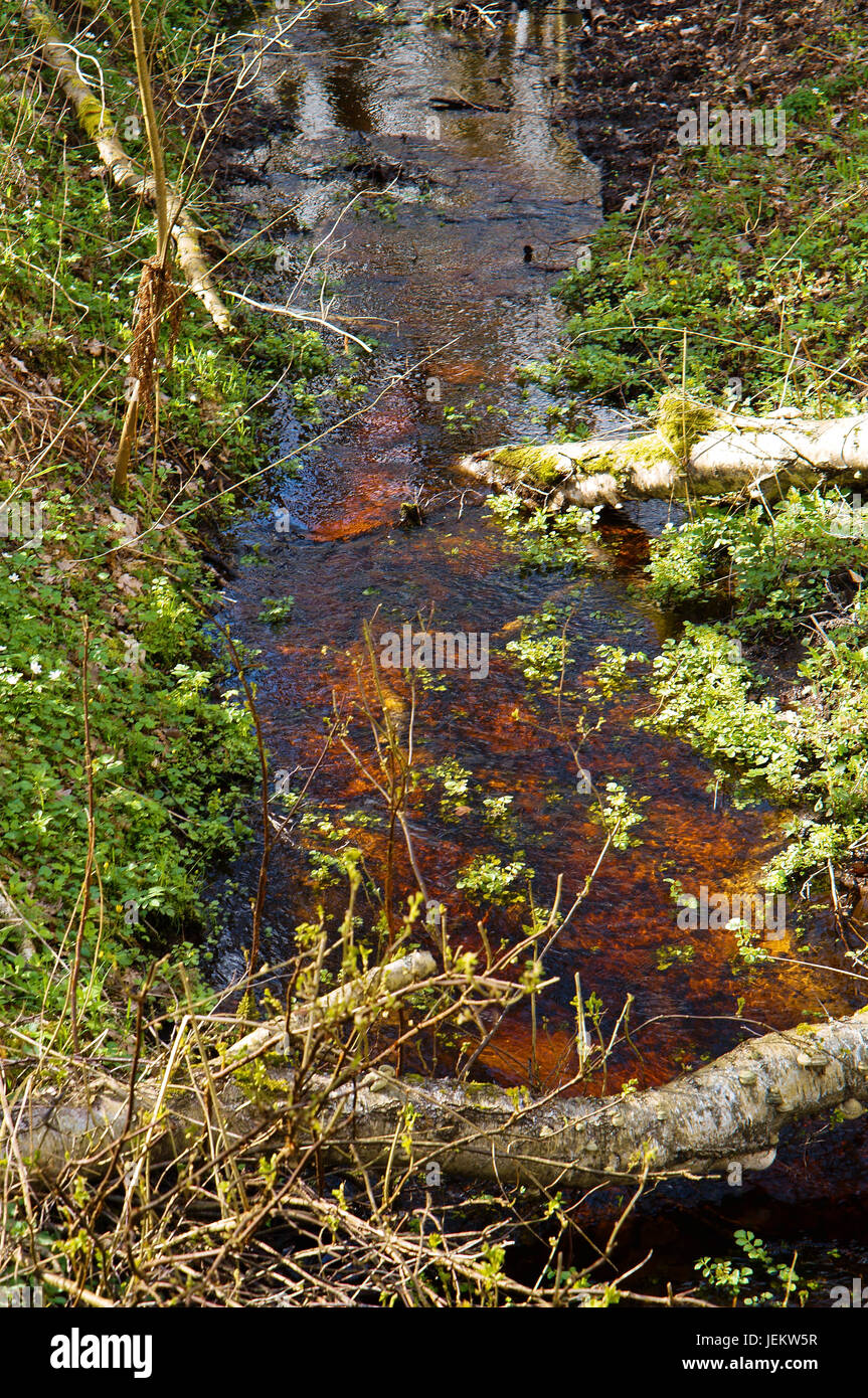 swamp marsh mire wetland fen morass quagmire slough marshland Stock