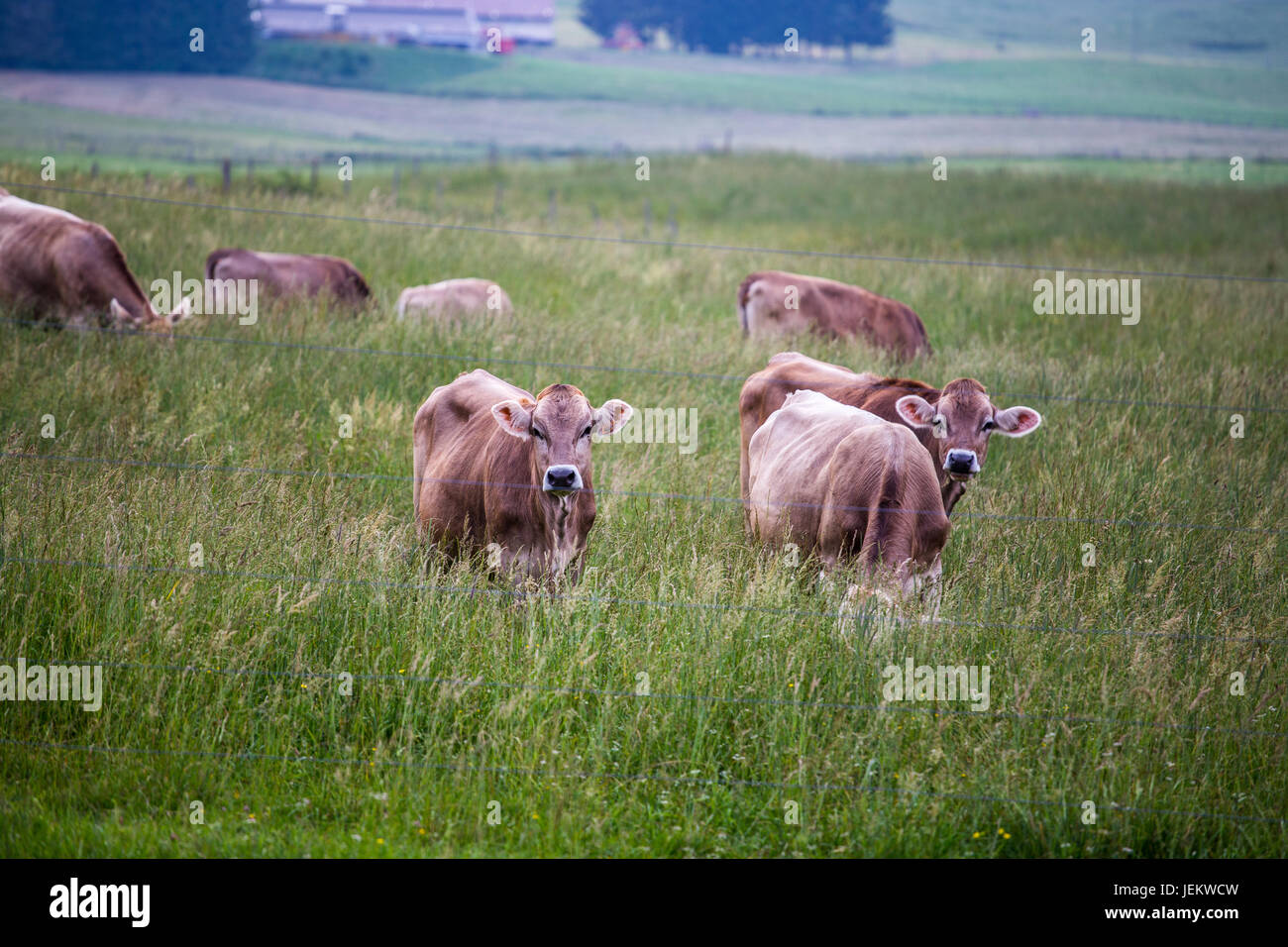 Cows (Swiss Braunvieh breed) standing on a green meadow with other cows grazing in the background behind a wire fence. Stock Photo