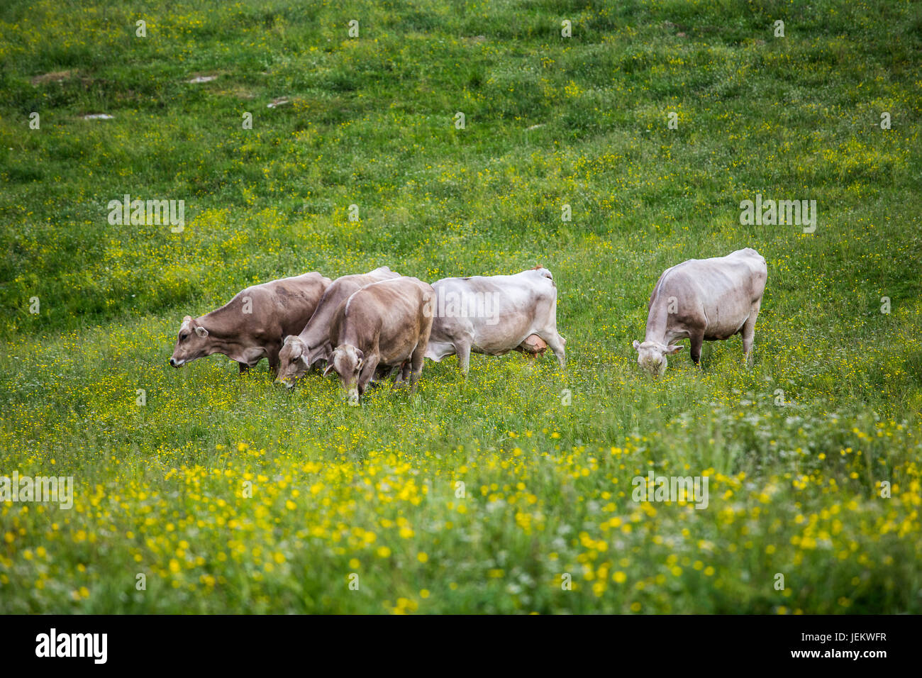 Group of cows (Swiss Braunvieh breed) grazing on a green meadow. Stock Photo